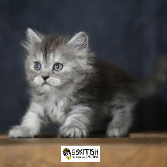 Alyss-black du bois des calthas Femelle British Longhair