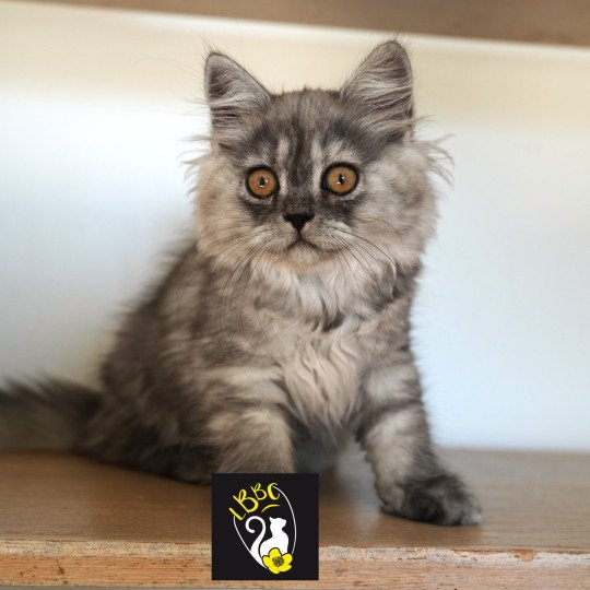 Alyss-black du bois des calthas Femelle British Longhair