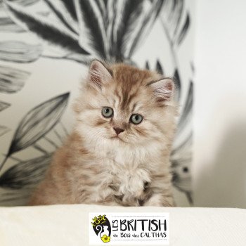 chaton British Longhair chocolate smoke Athéna Chatterie du Bois des Calthas chaton British Longhair chocolate smoke Athéna Chatterie du Bois des Calthas