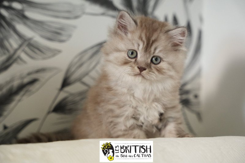 ATHENA du bois des calthas Femelle British Longhair ATHENA du bois des calthas Femelle British Longhair