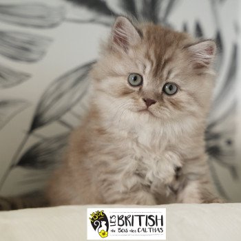 chaton British Longhair chocolate smoke Athéna Chatterie du Bois des Calthas chaton British Longhair chocolate smoke Athéna Chatterie du Bois des Calthas