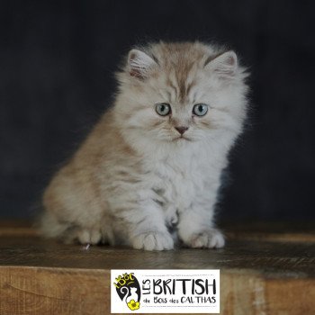 chaton British Longhair chocolate smoke Athéna Chatterie du Bois des Calthas chaton British Longhair chocolate smoke Athéna Chatterie du Bois des Calthas