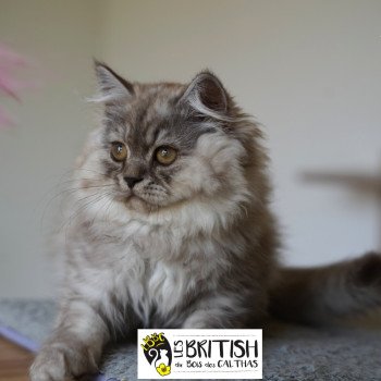 chaton British Longhair chocolate smoke ATHENA Chatterie du Bois des Calthas chaton British Longhair chocolate smoke ATHENA Chatterie du Bois des Calthas