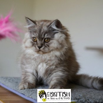 chaton British Longhair chocolate smoke ATHENA Chatterie du Bois des Calthas chaton British Longhair chocolate smoke ATHENA Chatterie du Bois des Calthas