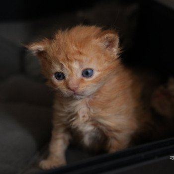 chaton Selkirk Rex Longhair red Chatterie du Bois des Calthas chaton Selkirk Rex Longhair red Chatterie du Bois des Calthas