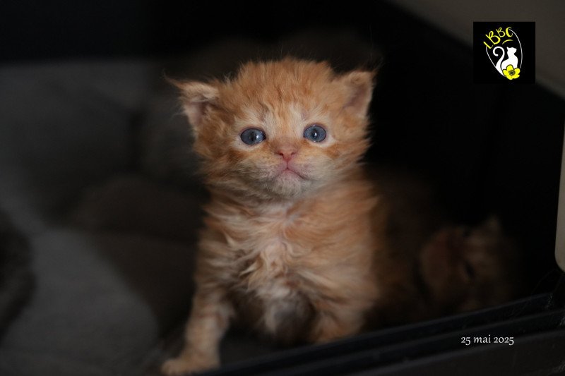 1er chaton (Portée URPIE ❤ ONE WAY TRIP 2025) - Mâle red Mâle Selkirk Rex Longhair