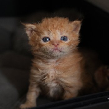 chaton Selkirk Rex Longhair red Chatterie du Bois des Calthas chaton Selkirk Rex Longhair red Chatterie du Bois des Calthas