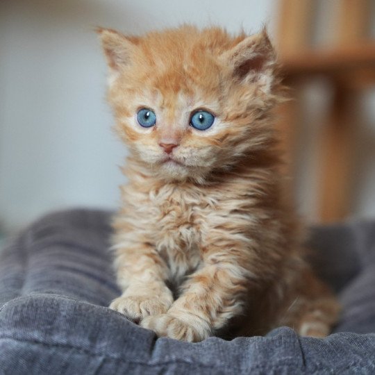 ARWEN du bois des calthas Mâle Selkirk Rex Longhair