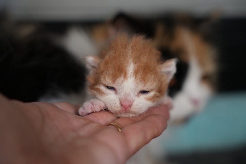 2e chaton (Portée URPIE ❤ ONE WAY TRIP 2025) - Mâle bicolor Mâle Selkirk Rex Longhair
