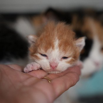 chaton Selkirk Rex Longhair bicolor Chatterie du Bois des Calthas chaton Selkirk Rex Longhair bicolor Chatterie du Bois des Calthas
