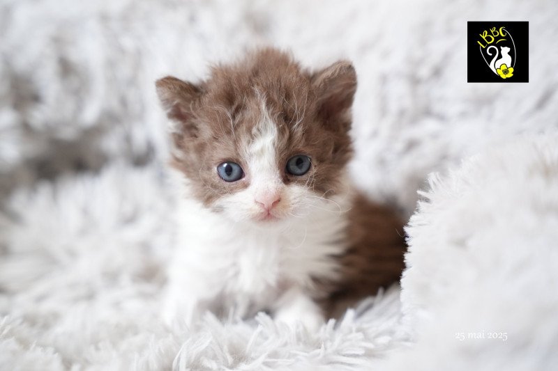 ARISTOTE du bois des calthas Mâle Selkirk Rex Longhair