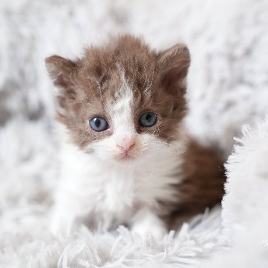 ARISTOTE du bois des calthas Mâle Selkirk Rex Longhair
