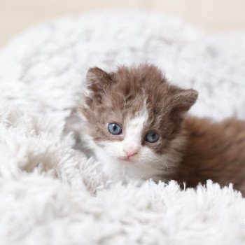 chaton Selkirk Rex Longhair chocolate bicolor Chatterie du Bois des Calthas chaton Selkirk Rex Longhair chocolate bicolor Chatterie du Bois des Calthas