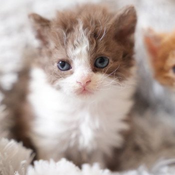 chaton Selkirk Rex Longhair chocolate bicolor Chatterie du Bois des Calthas chaton Selkirk Rex Longhair chocolate bicolor Chatterie du Bois des Calthas