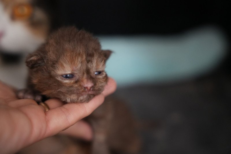 4e chaton (Portée URPIE ❤ ONE WAY TRIP 2025) - Femelle chocolate tortie Femelle Selkirk Rex Longhair