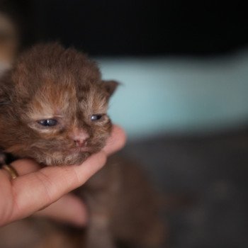 chaton Selkirk Rex Longhair chocolate tortie Chatterie du Bois des Calthas chaton Selkirk Rex Longhair chocolate tortie Chatterie du Bois des Calthas