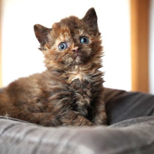 ALTESSE du bois des calthas Femelle Selkirk Rex Longhair