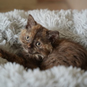chaton Selkirk Rex Longhair chocolate tortie ALTESSE Chatterie du Bois des Calthas chaton Selkirk Rex Longhair chocolate tortie ALTESSE Chatterie du Bois des Calthas