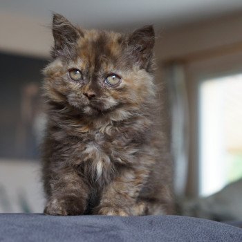 chaton Selkirk Rex Longhair chocolate tortie ALTESSE Chatterie du Bois des Calthas chaton Selkirk Rex Longhair chocolate tortie ALTESSE Chatterie du Bois des Calthas