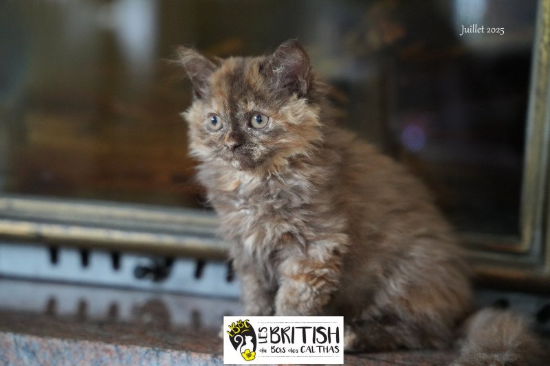 ALTESSE du bois des calthas Femelle Selkirk Rex Longhair