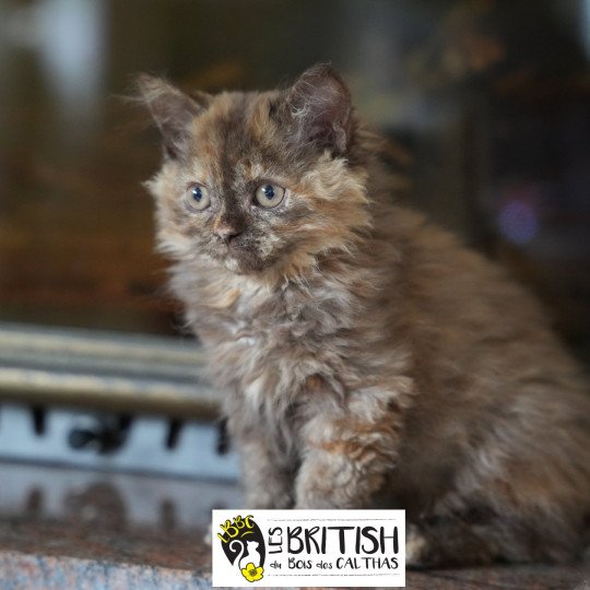 ALTESSE du bois des calthas Femelle Selkirk Rex Longhair