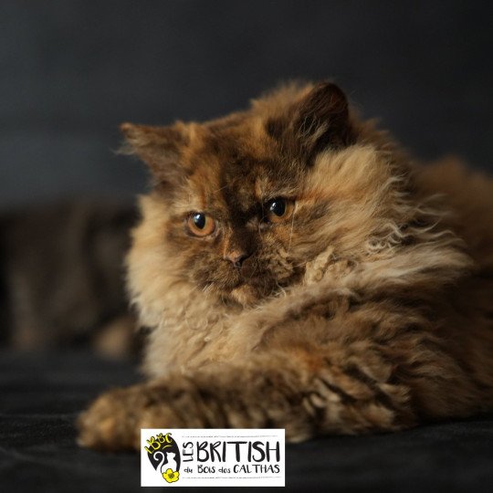 ALTESSE du bois des calthas Femelle Selkirk Rex Longhair