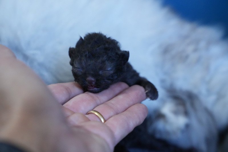 AUSTIN du bois des calthas Mâle Selkirk Rex Longhair