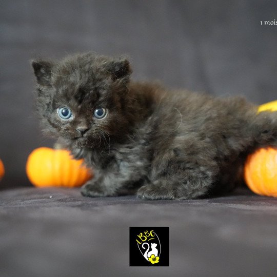 Austin du bois des calthas Mâle Selkirk Rex Longhair