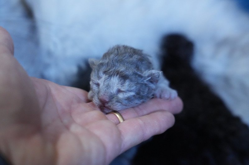 ARAGORN du bois des calthas Mâle Selkirk Rex Longhair