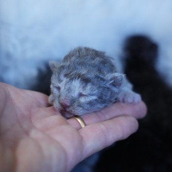 chaton Selkirk Rex Longhair blue smoke Chatterie du Bois des Calthas