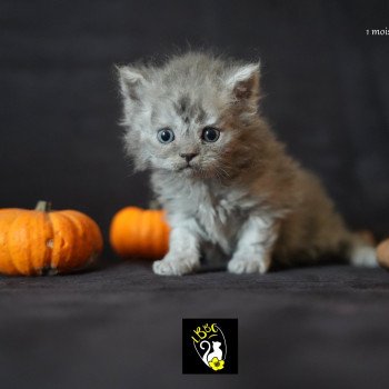chaton Selkirk Rex Longhair blue smoke Aragorn Chatterie du Bois des Calthas