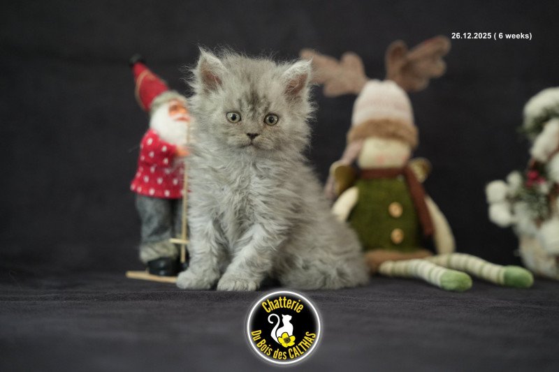 Aragorn du bois des calthas Mâle Selkirk Rex Longhair