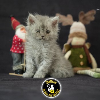 chaton Selkirk Rex Longhair blue smoke Aragorn Chatterie du Bois des Calthas