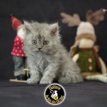 chaton Selkirk Rex Longhair blue smoke Aragorn Chatterie du Bois des Calthas