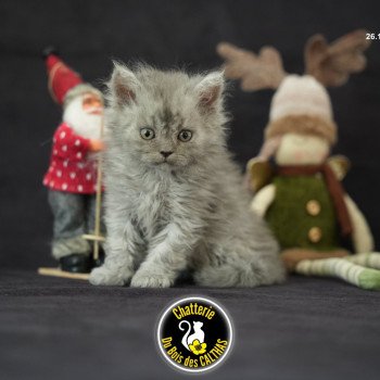 chaton Selkirk Rex Longhair blue smoke Aragorn Chatterie du Bois des Calthas