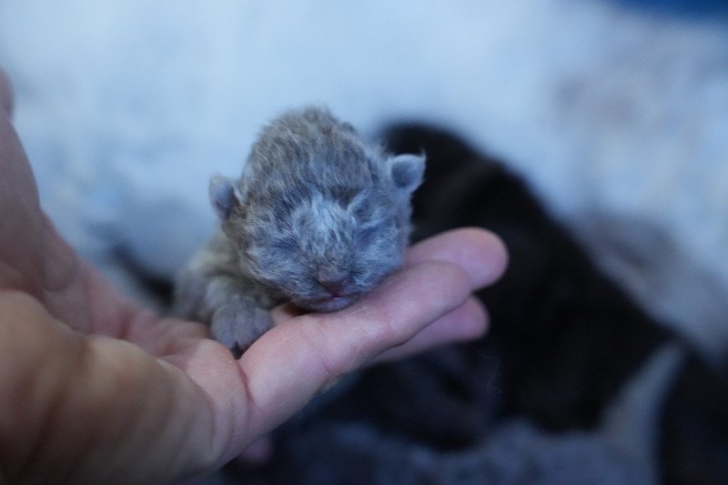 AUGUSTA du bois des calthas Femelle Selkirk Rex Longhair