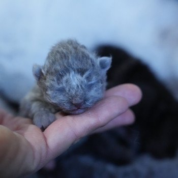 chaton Selkirk Rex Longhair blue smoke Chatterie du Bois des Calthas