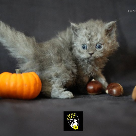 Augusta du bois des calthas Femelle Selkirk Rex Longhair