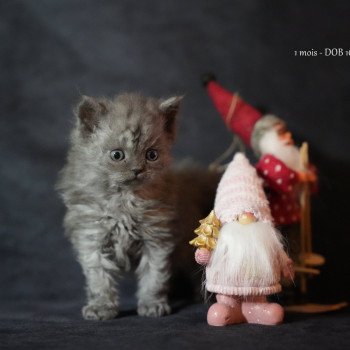 chaton Selkirk Rex Longhair blue smoke Augusta Chatterie du Bois des Calthas