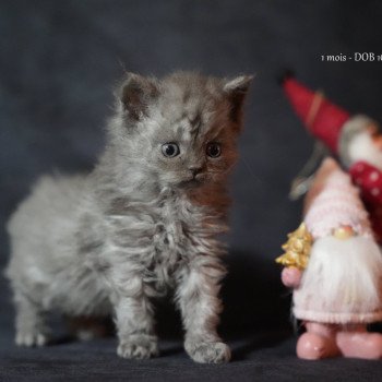 chaton Selkirk Rex Longhair blue smoke Augusta Chatterie du Bois des Calthas