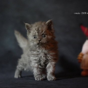 chaton Selkirk Rex Longhair blue smoke Augusta Chatterie du Bois des Calthas