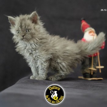 chaton Selkirk Rex Longhair blue smoke Augusta Chatterie du Bois des Calthas
