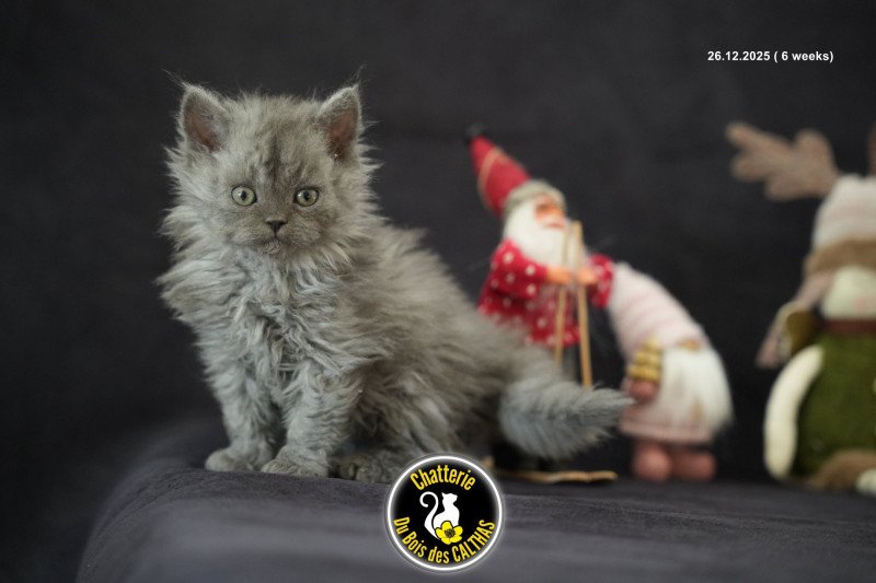 Augusta du bois des calthas Femelle Selkirk Rex Longhair