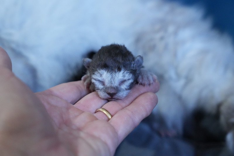 ARLOW du bois des calthas Mâle Selkirk Rex Longhair