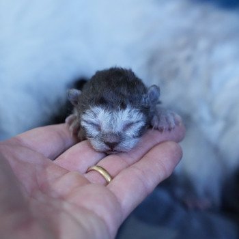 chaton Selkirk Rex Longhair black smoke Chatterie du Bois des Calthas