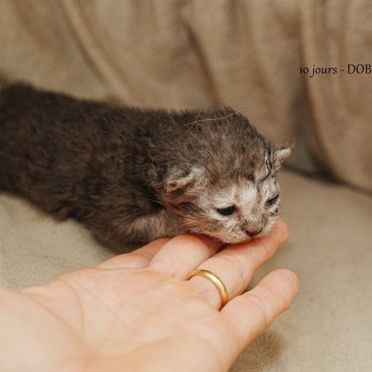 Arlow du bois des calthas Mâle Selkirk Rex Longhair