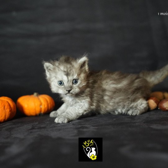 Arlow du bois des calthas Mâle Selkirk Rex Longhair