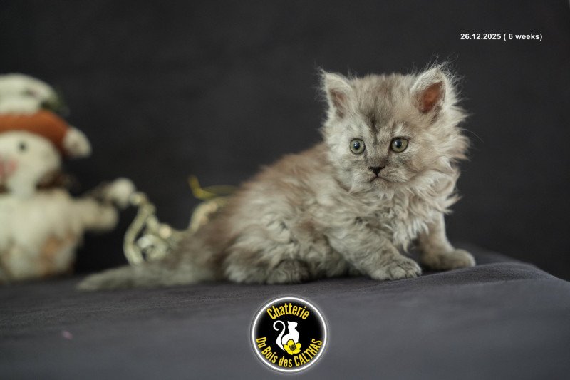 Arlow du bois des calthas Mâle Selkirk Rex Longhair