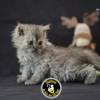 chaton Selkirk Rex Longhair black smoke Arlow Chatterie du Bois des Calthas