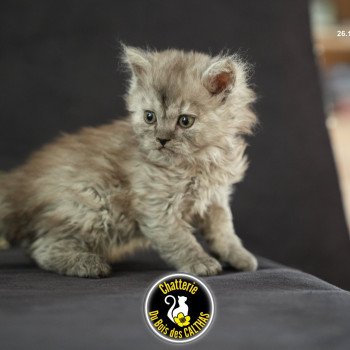 chaton Selkirk Rex Longhair black smoke Arlow Chatterie du Bois des Calthas